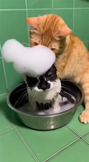 Cat Bath Ends in Total Disaster#CatFails #FunnyPets #catbath #cat #entertaininganimals