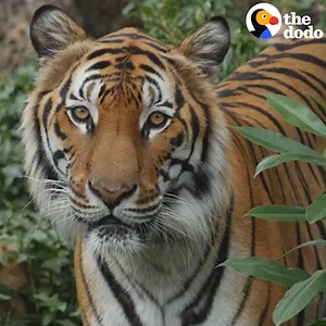 Wild tigers could disappear within our lifetime 💔 | The Dodo