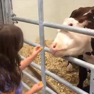 Team Dudley: Dudley loves oranges! He takes them a little slobbery, but gentle. The new Tennessee Gentle Barn will be open every Saturday starting June 6th. Get your tickets to meet Dudley before they sell out! Go to www.gentlebarn.org #teamdudley #cowhugs #begentle | The Gentle Barn