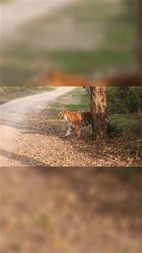 I almost missed this tiger sighting #corbett #wildlife #rare