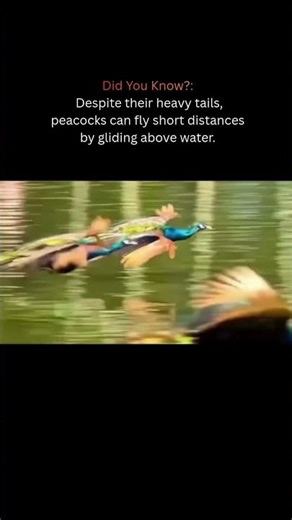 Peacocks Can Fly.