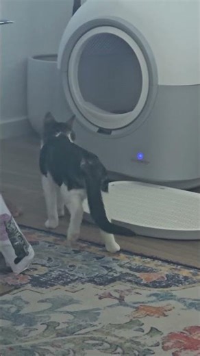 Milo's New Smart Automated Litter Box!