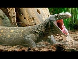 Meet the Fearsome Crocodile Monitor! VEED