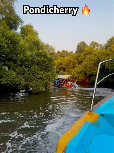 Mangrove forest pondicherry ❤️🔥#boatride #pondicherry #travel