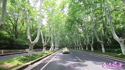 实拍南京最美的道路之一，遍地的法国梧桐树太让人震撼了，太美了