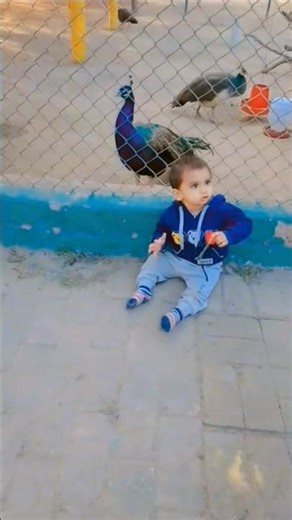 Baby Meets Peacock 🦚👶 | Child & Peacock Moment | Peacock Zoo Short