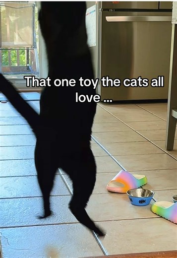 Hands down my cats favorite toy! #cattoys #catsoftiktok #cattok #catlover #fyp