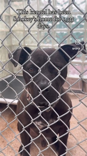 Smokey's been waiting for a real home for nearly 4 years. He has watched thousands of other dogs get adopted during that time. When will it finally be his turn? - 🏠 The Pennsylvania SPCA 📍 350 E Erie Ave., Philadelphia, PA 19134 ⭐️ Kennel #3079 | Pennsylvania SPCA