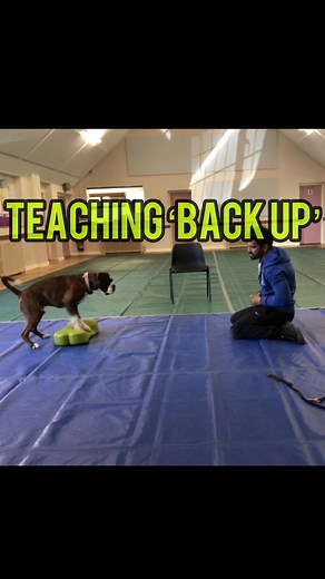 🎯 Teaching Your Dog to Back Up with Shaping & Rear Foot Targeting 🐾 Looking for a creative way to teach your dog to back up? Combine shaping and rear feet targeting for a fun, brain-boosting training session that builds body awareness and precision! What is Shaping? Shaping involves rewarding small steps toward the final behavior. It’s a great way to let your dog problem-solve and learn at their own pace. What is Rear Feet Targeting? Rear feet targeting teaches your dog to place their back paw