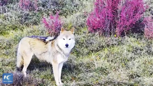 Don't miss this stunning footage of a pack of wolves roaming through the picturesque Sanjiangyuan area, a breathtaking moment that highlights harmony in nature. | China Xinhua News