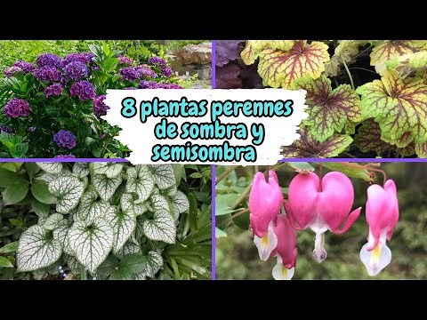 8 PERENNIAL PLANTS FOR SHADE AND SEMI-SHADE