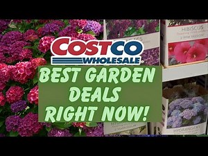 Costco’s Best Garden Deals Right Now! Lilacs, Hydrangeas & Hardy Hibiscus – Are They Worth It? 🌿🌸