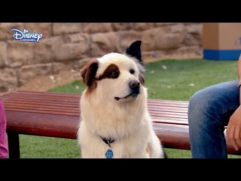 Dog With A Blog - Stan Sings - Official Disney Channel UK HD