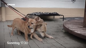 [Anzeige] Hallo Leute, Ihr wisst ja, dass ich immer dazu rate, erstmal ins Tierheim zu gehen, wenn man darüber nachdenkt, einen Hund in sein Leben zu holen. Denn ich habe immer wieder die Erfahrung gemacht, dass Hunde, die eine zweite Chance bekommen, wahnsinnig dankbar sind. Das gilt auch und vielleicht sogar ganz besonders für Vierbeiner, die schon etwas auf dem Kerbholz haben, Verhaltensprobleme mitbringen oder oder… Bei „Die Unvermittelbaren“, meinem neuen Tierschutzformat bei RTL, mit dem e