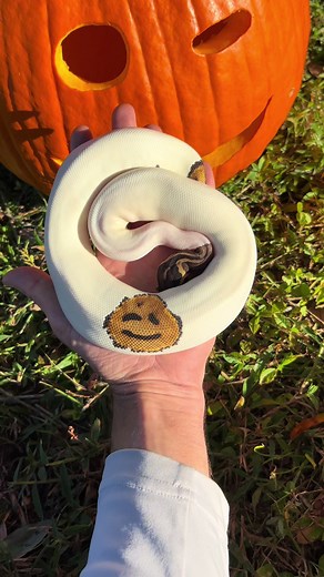 Whats inside?? #fyp #smileyface #reptile #ballpython #snakesoftiktok #cute