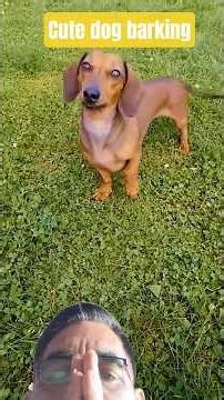 Dog lover/BEST video sof DOGS BARKING REALLY LOUD. Don't forget to let us know how your dog enjoy