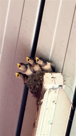 🐦🐣