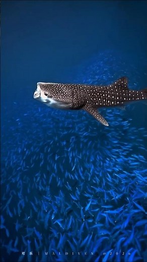 🌊 Amazing Whale Shark Footage Goes Viral #viral #ocean #shortvideo #whale #shark #fish #underwater