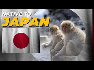 Animal Species That Are Native To Japan