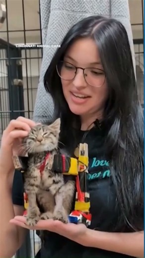 Paralyzed shelter kitten gets a wheelchair made of rulers and Hot Wheels