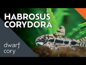 Habrosus Corydoras Care Guide: What I Learned