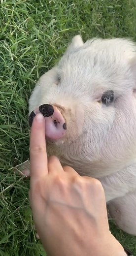 Penny the PiDoublegy - A Cute TikTok Pig Story