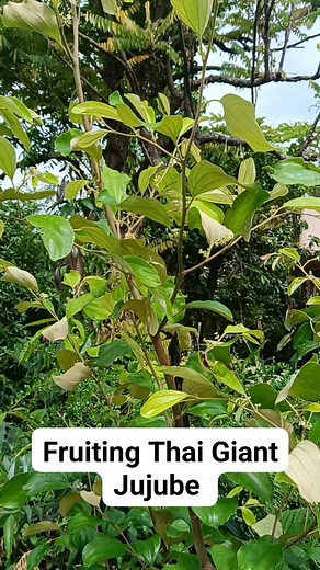 4.3K views · 20 reactions | Thai Giant Jujube – A premium tropical...