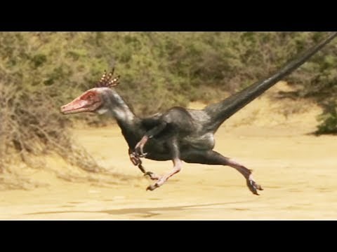 Vélociraptor : la machine de guerre - ZAPPING SAUVAGE