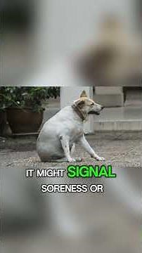 Why Dogs Grumble or Groan When Relaxing 😴 | Dog Behavior + Dog Facts