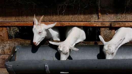 Young Goat, Kid, Ruminant. Free Stock Video