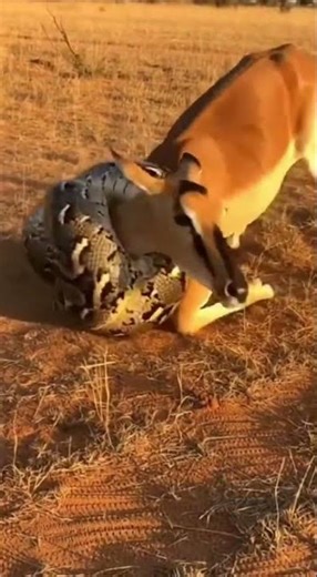 Will the giant python devour the helpless prey in seconds #wildlife #python #nature