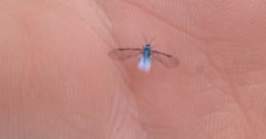 Those pesky bugs you're seeing? They're blue ash aphids and they're looking for love