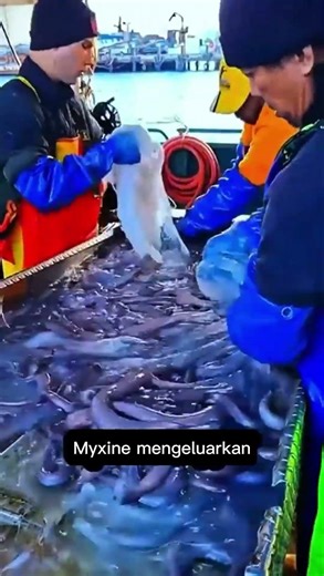 Jawless Fish vs. Large Predators