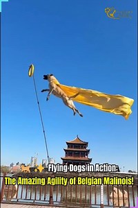 💥 Strength, Speed, and Skill — The Ultimate Belgian Malinois Show! #BelgianMalinois #DogAgility #FlyingDogs #SmartDogs #WorkingDogs | Creative Inspiration For You