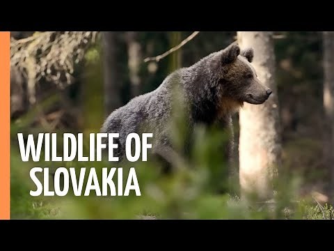 A Fantastic Insight into the Rich Wildlife of Slovakia | Full Documentary