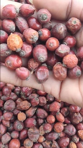 🌿 Rosehip Fruits: The Natural Superfood for Health & Beauty