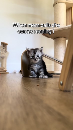Adorable Polydactyl Maine Coon Kitten Running to Mom