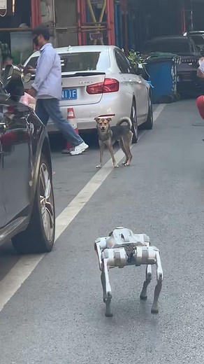 Oops! Doggy gotta go home! 😅 #dog #machine_dog #狗狗 #中国 #日常 #生活 | Xiao Chen