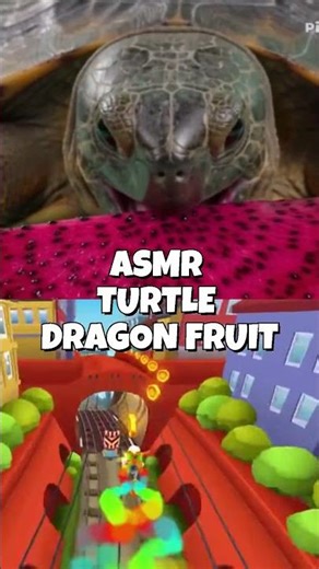 ASMR: TURTLE EATİNG DRAGON FRUIT!! #asmreating #animals #asmr