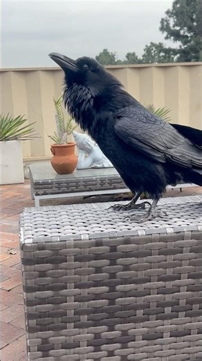 Raven - Shows His Love - Gets Scared By Elevator Repair Man Hammering #raven #friends