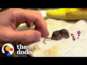 Guy Nurses The Tiniest Baby Mouse Back To Life | The Dodo - Videos For Kids