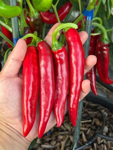 Gochujang King Pepper Seeds - Etsy