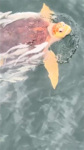 Rare Giant Albino Sea Turtle Surfaces with Remora Fish! Unbelievable Footage #albinoturtule #turtle