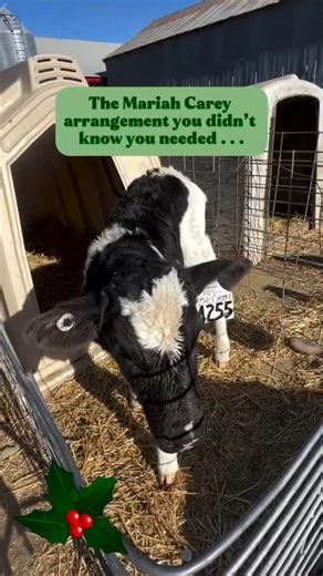 Some songs just belong to the season — especially when a cow choir jumps in right on cue. Shared last year by #DFACreator and DFA farmer-owner DairyFarmer Stacy, this one still hits every time. Honestly, we’re not mad about hearing it on repeat. Hey Mariah Carey… if you ever need backup vocals with a little extra moo-mentum, we know a few herds who’d be happy to help. What holiday song is living rent-free in your head right now? Drop it in the comments. | Dairy Farmers of America, Inc.