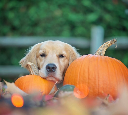 Can Dogs Eat Pumpkin Seeds? Here's What a Veterinarian Says