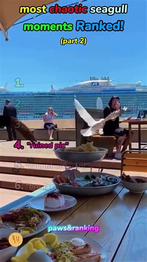 Ranked: the wildest seagull chaos part 2 #shorts #viral