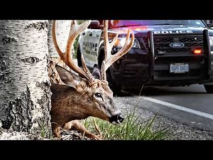 Rescue a Deer Whose Head Got Stuck Between Trees