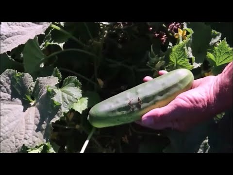 Comment cultiver les concombres. Du semis à la récolte.