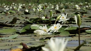 Pixabay Videos: Download 22+ Free 4K & HD Stock Footage Clips