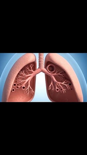 How Lungs Work? | Structure and Function of Human Lungs Explained | Respiratory System 3D Animation